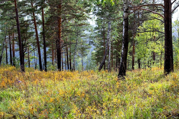 Autumn landscape pine forest and lush yellow grass