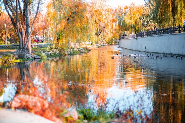 Paesaggio autunnale uno stagno con le anatre in un parco cittadino in una calda giornata di sole