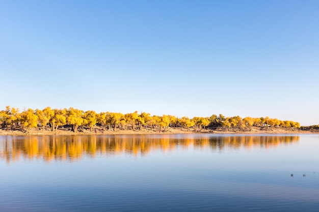 ejinaalxaリーグ内モンゴル中国のポプラeuphratica森の秋の風景