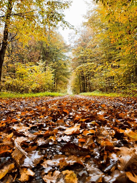 Autumn landscape road covered with leaves in forest