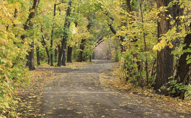 autumn landscape, road in the grove