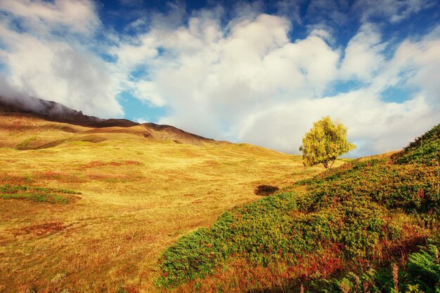 Photo autumn landscape and snowy mountain peaks