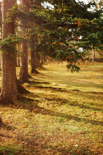 Autumn landscape at sunset. Sunbeams on a pine alley.