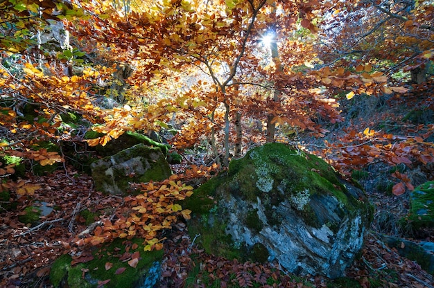 スペイン、グアダラハラのテヘラ ネグラ ブナ林自然公園の秋の風景