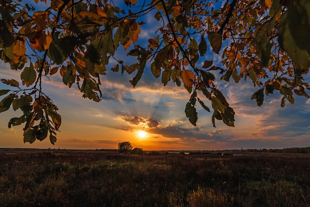 Autumn landscape through the branches of a tree on the field with a sunset