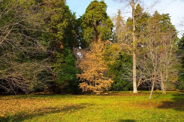 乾燥した茶色の黄金の葉、地面に落ち葉、10月、晴れた日と秋の風景の木