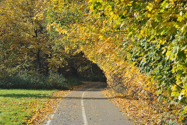 Autumn landscape - trees in the park with yellow leaves - leaf fall