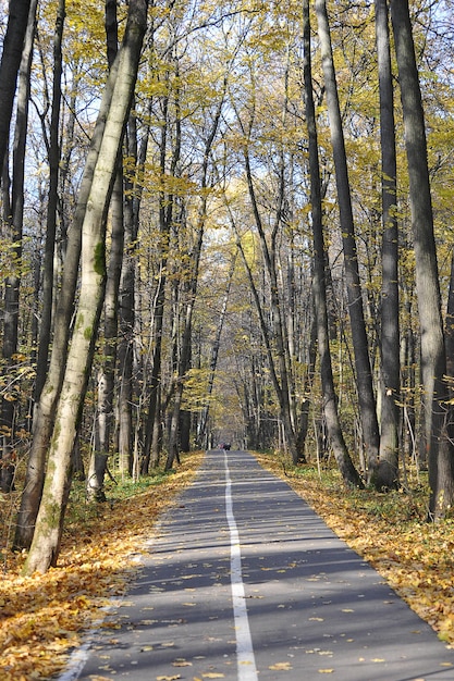 Autumn landscape - trees in the park with yellow leaves - leaf fall