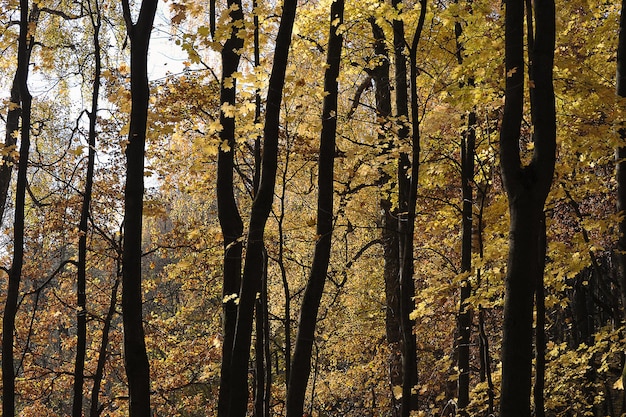 Ландшафт осени - деревья в парке с желтыми листьями