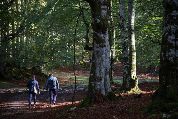 Autumn landscape of two hikers walk in the Hayedo Encantado Sierra de Urbasa Navarra Spain