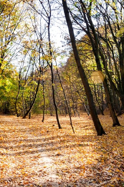 Autumn landscape. Walkway in the forest on an autumn sunny day