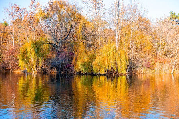 Autumn landscape Weeping willows with yellow leaves leaned over the water