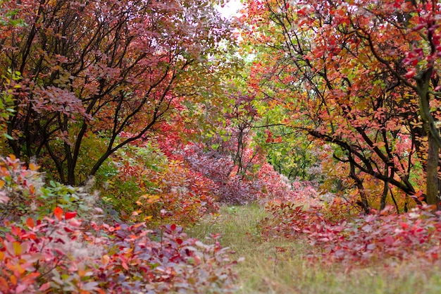 Foto paesaggio autunnale con bellissimi alberi colorati