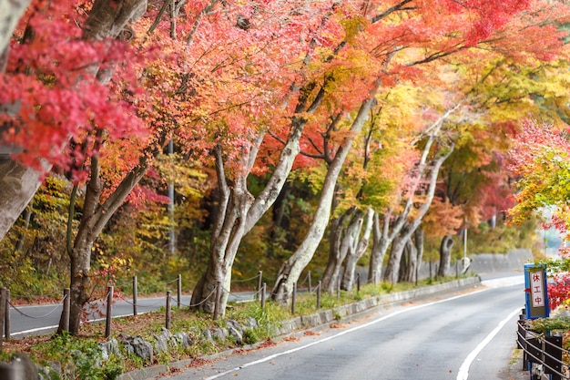 Autumn landscape with a beautiful road with colored trees