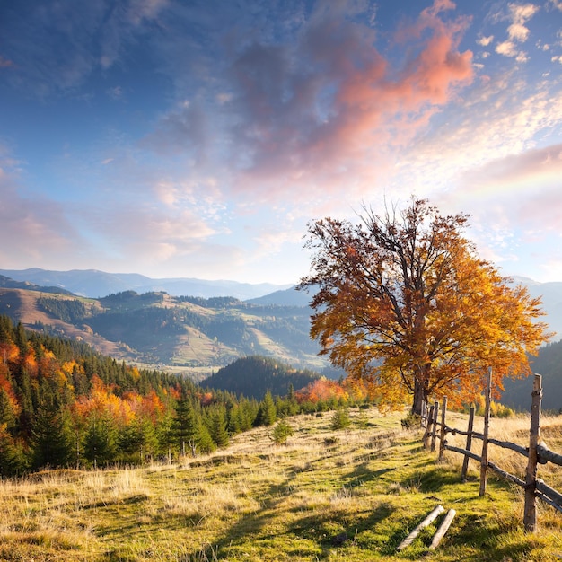 Autumn Landscape with Big Yellow Tree and Mountain Panorama