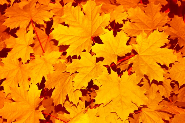 Осенний пейзаж с яркой красочной листвой, бабье лето