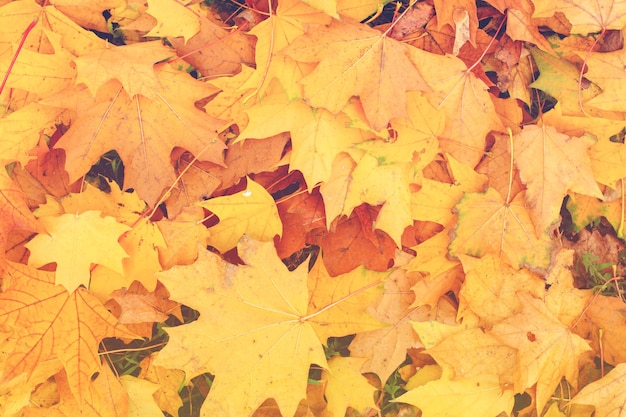 Autumn landscape with bright colorful leaves. Fall leaves background. Top view.