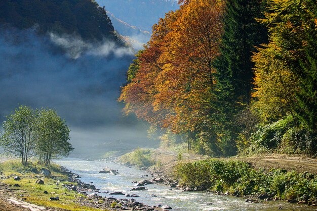 鮮やかな色とりどりの葉のある秋の風景風光明媚な秋の森の落ち葉