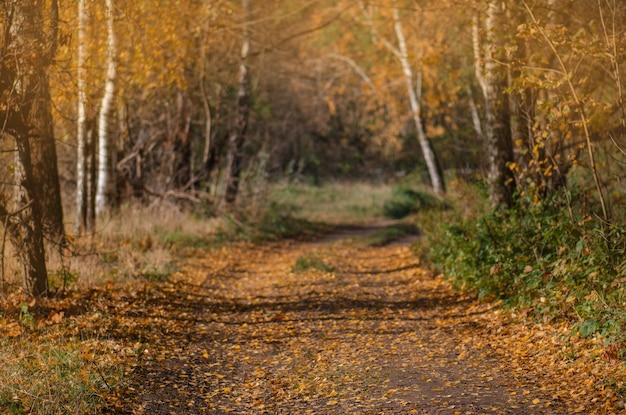 Autumn landscape with colorful fall foliageof trees colorful\
autumn road in the forest road through park in fall