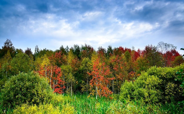 カラフルな森と秋の風景