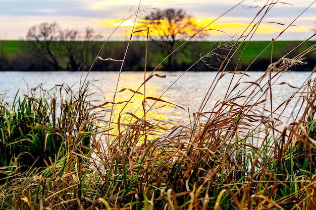 Autumn landscape with dry grass by the river and sun reflection in the river water at sunset