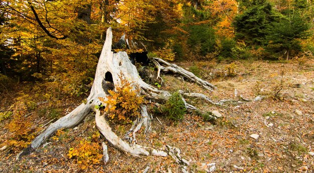 Autumn landscape with fog in the mountains Fir forest on the hills Carpathians Ukraine Europe