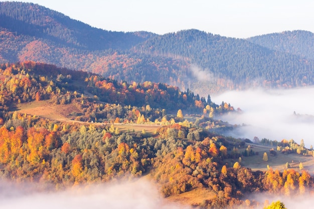 山に霧のある秋の風景丘の上のモミの森カルパティア山脈ウクライナヨーロッパ