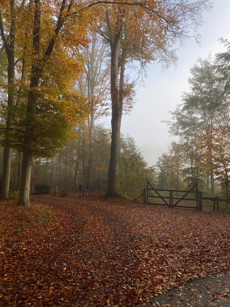 公園の霧の秋の風景 美しい秋の風景