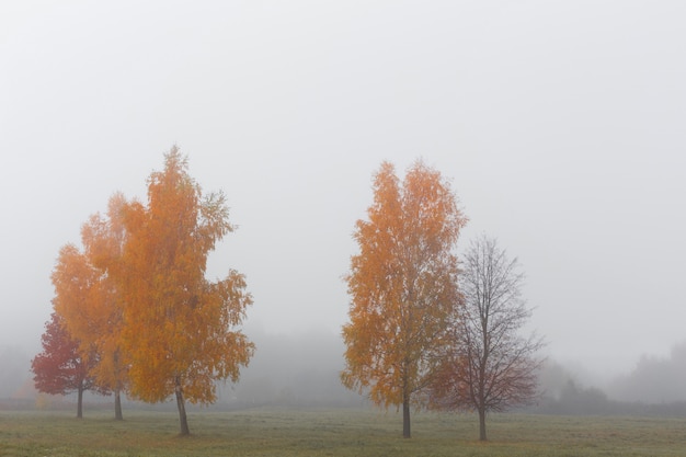 Autumn landscape with fog 