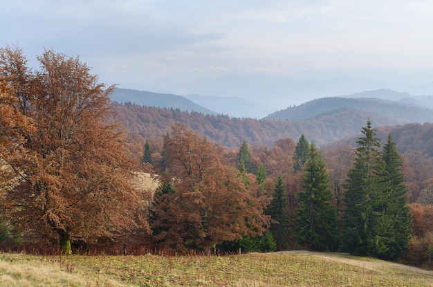 Autumn landscape with a forest in the mountains. Day haze. Carpathians, Ukraine, Europe