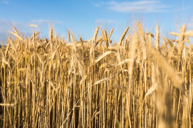 Photo autumn landscape with golden grains