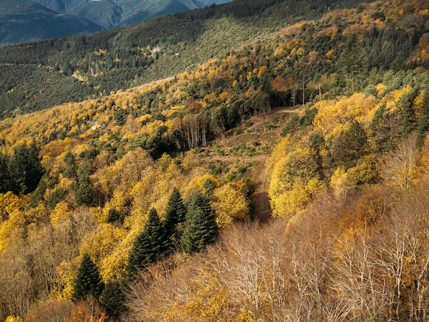 森の中に山と美しい色の木々がある秋の風景。