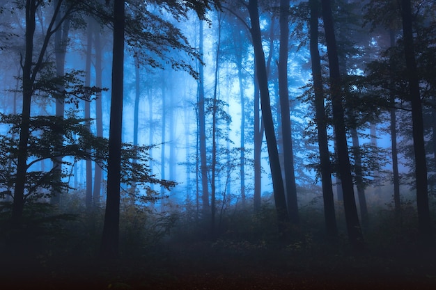 Photo autumn landscape with mysterious foggy fairytale forest.