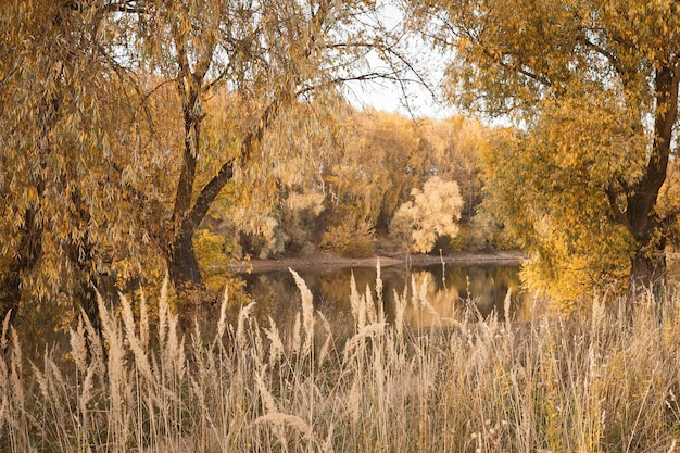 Autumn landscape with red grass and yellowed leaves of trees 4325