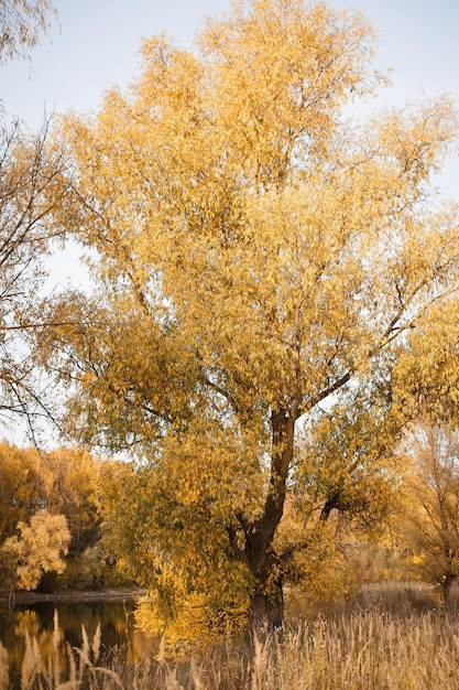 Autumn landscape with red grass and yellowed leaves of trees 4326