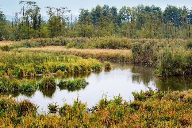 Autumn landscape with river and sedge. Reeds and sedge thickets on the river bank