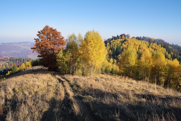 Autumn landscape with a road in the dry grass