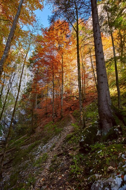 Autumn landscape with steep trail through the deciduous forest\
in the mountains