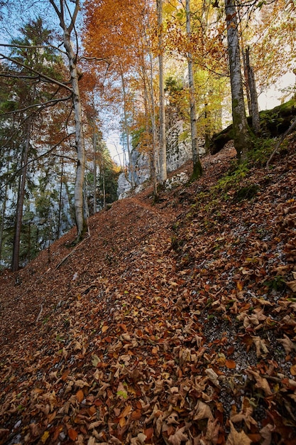 Autumn landscape with steep trail through the deciduous forest\
in the mountains