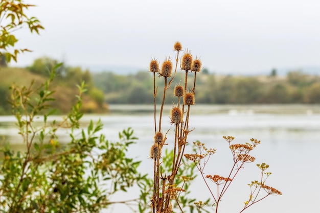 Autumn landscape with thickets of bushes and thistles by the river