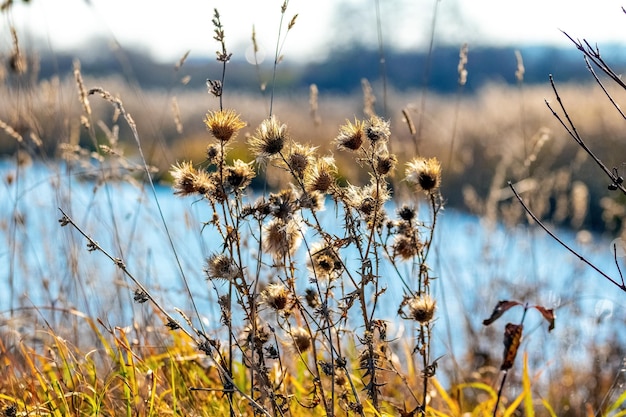 Autumn landscape with thickets of dry grass and weeds on the shores of a lake or river in sunny weather