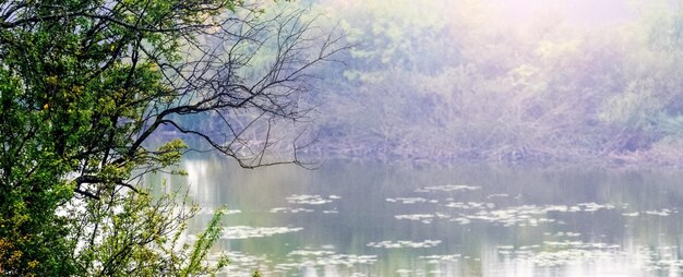 Осенний пейзаж с деревом у реки в солнечный день