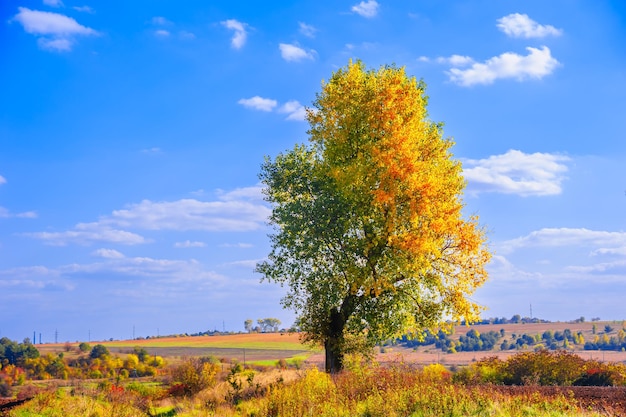 Photo autumn landscape with a tree and sky