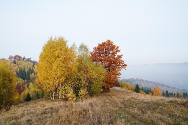 Autumn landscape with trees on the hill