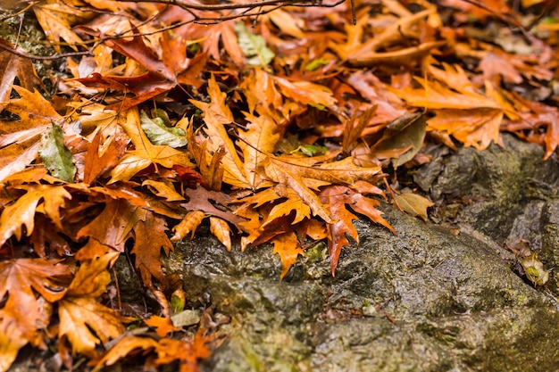 Autumn landscape with a waterfall in Troodos, Cyprus