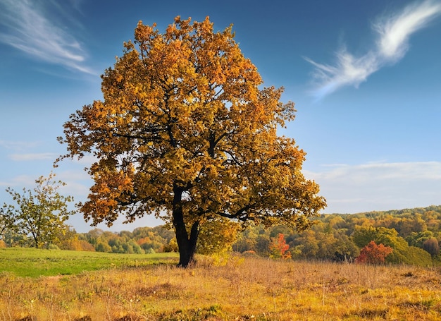 Autumn landscape with yellow grass