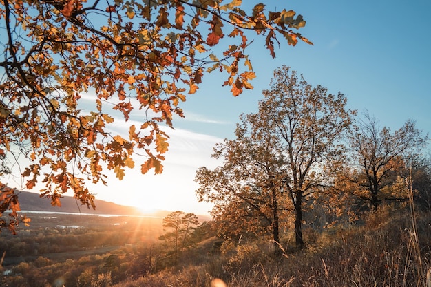 Осенний пейзаж с желтыми деревьями на склоне.