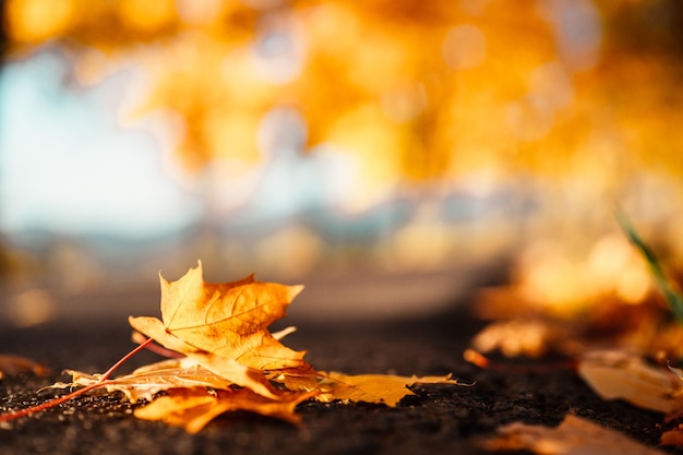 Autumn landscape with yellow trees and sun Colorful foliage in the park Falling leaves Autumn season concept