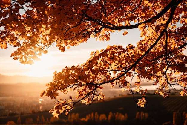 Autumn landscape with yellow trees and sun colorful foliage in\
the park falling leaves autumn season concept