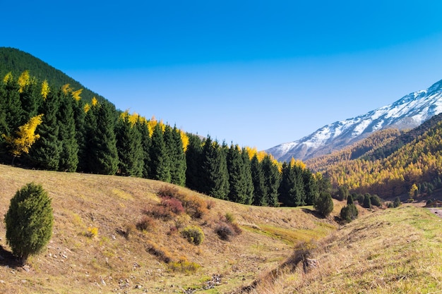 Autumn landscape Yellow and green trees